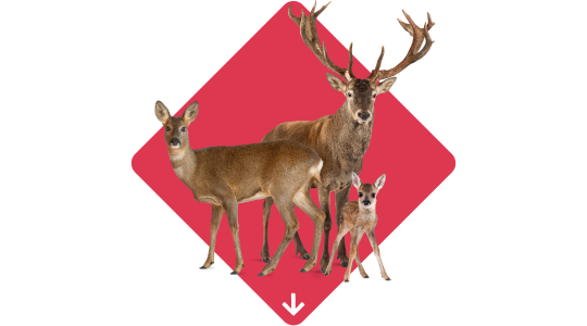 Kijk uit! Het wildseizoen is begonnen
